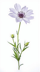 Delicate Blue Nigella (Love-in-a-Mist) Flower Isolated on White