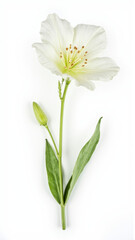 Bright Yellow Oenothera (Evening Primrose) Flower Isolated on White