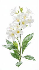 Pink Oleander (Nerium) Flower Isolated on a White Studio Background