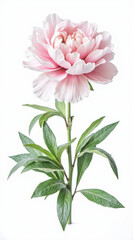 Soft Pink Paeonia (Peony) Flower in Full Bloom Isolated on a White Background