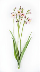 Fototapeta premium Purple Penstemon Flower Isolated on a White Studio Background
