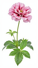Bright Pink Pelargonium (Geranium) Flower Isolated on White