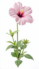 Vibrant Purple Petunia Flower Isolated on a White Studio Background