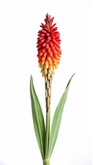 Vibrant Red Hot Poker (Kniphofia) Flower Isolated on a White Background