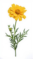 Vibrant Orange Tagetes (Marigold) Flower Isolated on a White Background