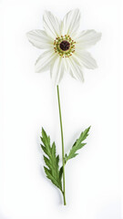 Vibrant Anemone Blanda Flower Isolated on a Pure White Background | Studio Photography