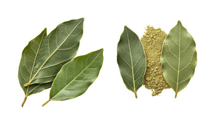 Obraz premium Two fresh bay leaves and two dried bay leaves with seeds isolated on transparent background