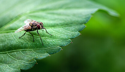 FLy with Red Eyes on Green Leaf, macro photography