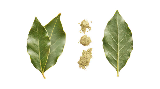 Two green bay leaves and a small pile of dried bay leaf buds isolated on transparent background