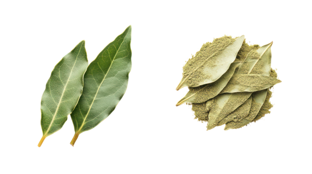 Fresh and dried bay leaves isolated on transparent background