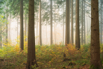 Autumn morning foggy forest scene. Wide angle, thick fog, vibrant colors, no people