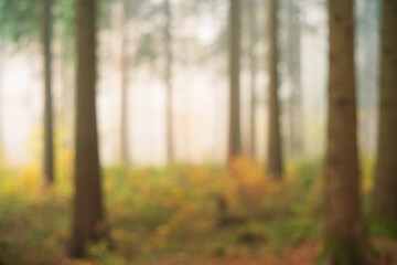 Blurry, misty, abstract autumn forest background. Wide angle, foggy scene, rising sunlight in the background, no people