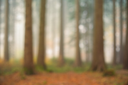 Blurry, misty, abstract autumn forest background. Wide angle, foggy scene, rising sunlight in the background, no people