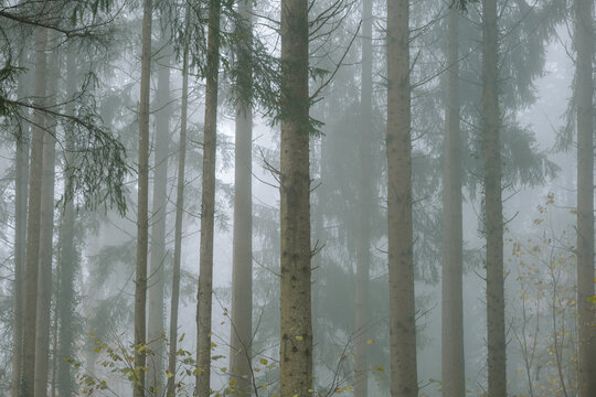 Tall, green pine tree trunks in a misty forest in autumn. Thick fog, no people