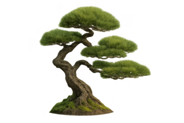 Traditional japanese bonsai tree against transparent background
