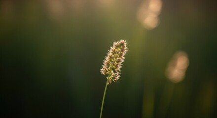 Close-up of a single grass head with sunlight backlighting against a blurred green field