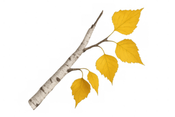 Birch tree branch with vibrant yellow autumn leaves showing seasonal change, isolated on transparent background