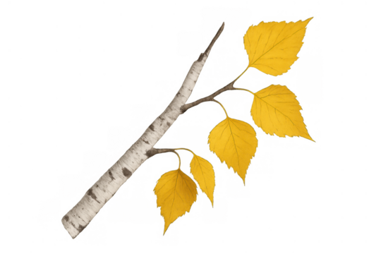 Birch tree branch with vibrant yellow autumn leaves showing seasonal change, isolated on transparent background