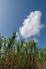 青い空と白い雲とサトウキビ