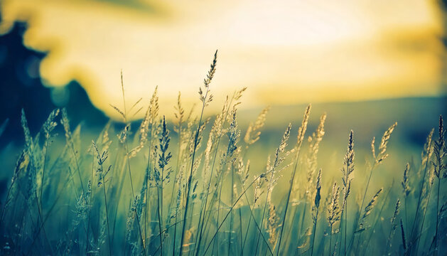 Closeup of tall grass illuminated by warm sunset light