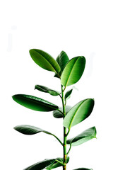 Fototapeta premium rubber plant picture