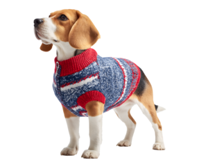 Adorable Beagle Puppy Wearing a Cozy Christmas Knit Sweater isolated on transparent background