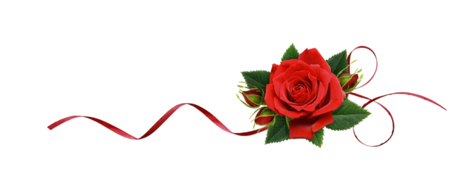 Red rose flower and silk ribbon in a line arrangement isolated on white or transparent background.