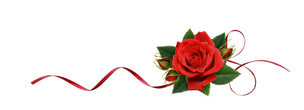 Red rose flower and silk ribbon in a line arrangement isolated on white or transparent background.