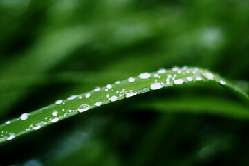 Morning Dew on Grass – Analog-Style, Imperfect Retro Mood