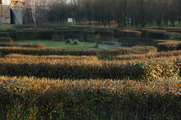 Garden Hedge Maze