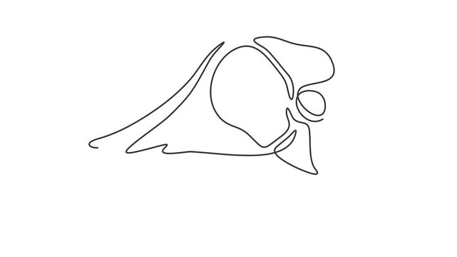 Animated self drawing of continuous line draw of  Steak  of veal, pork, beef, veal, meat on the bone. Full length one line animation. 4K	
