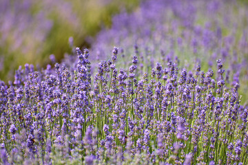 Obraz premium rows of purple lavender flowers blooming in summer
