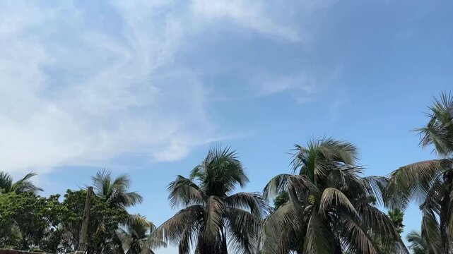 Tropical Paradise: Palm Trees Swaying Under Clear Blue Sky Time Leaps Video