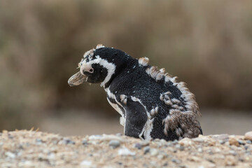 Magellanic penguin, Caleta Valdes, peninsula Valdes, Chubut Province, Patagonia Argentina