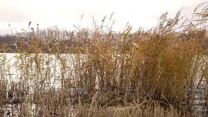 Fototapeta premium Reeds swaying over quiet autumn lake water