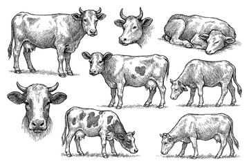 Cow and calf sketches in detailed vintage engraving style, Transparent Background