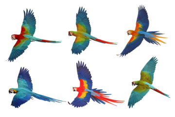 Collage of six macaw parrots isolated on transparent background png file