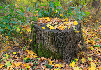 wooden stump in autumn forest