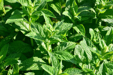 Vibrant Green Fresh Mint Leaves Growing in Sunlight © Irina