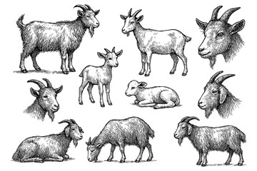 Vintage goat sketches in multiple poses, detailed black and white engraving style