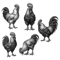 Vintage rooster sketches showing various poses in detailed black and white engraving style © FriskySloths