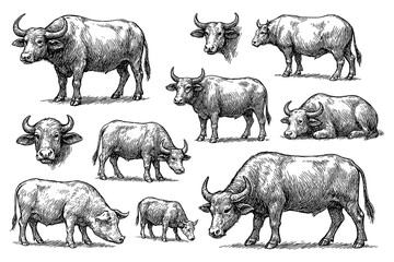 Water buffalo sketches in vintage hand-drawn engraving style, Transparent Background