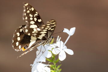butterfly on flower