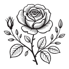 Elegant rose illustration