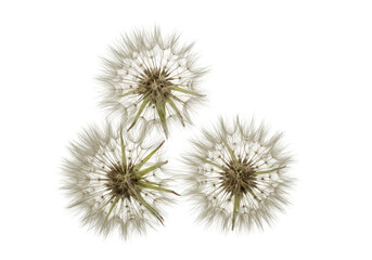 Isolated fluffy seed heads of Tragopogon dubius flowers or Western Salsify seedheads