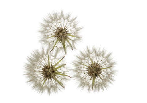 Isolated fluffy seed heads of Tragopogon dubius flowers or Western Salsify seedheads