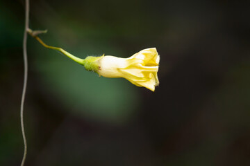 Yellow flower bud