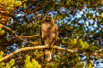 Golden Eagle , Aquila chrysaetos.