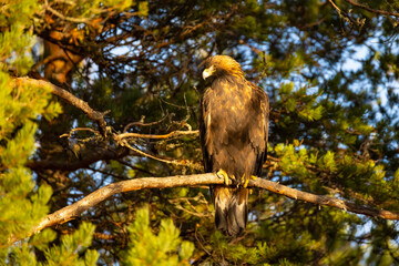 Golden Eagle , Aquila chrysaetos.