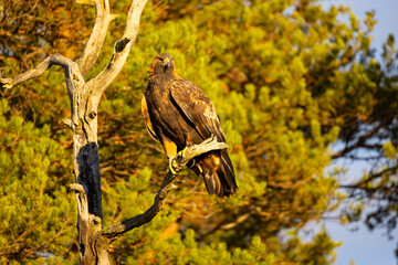 Golden Eagle , Aquila chrysaetos.